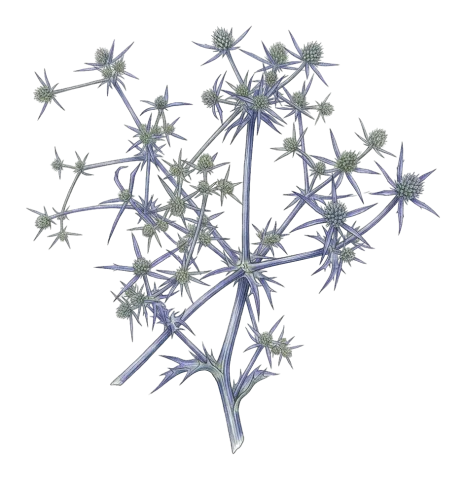 Eryngium creticum