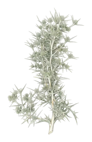 Eryngium glomeratum