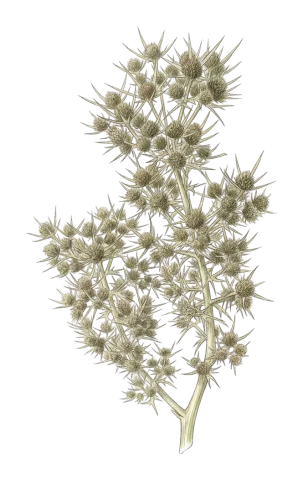 Eryngium hainesii