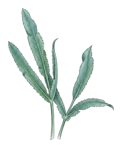 Falcaria vulgaris