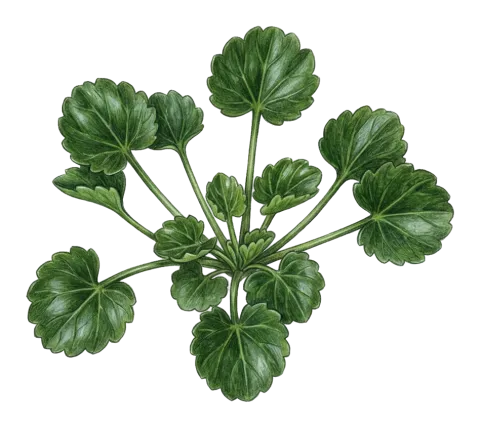 Ferula sphenobasis