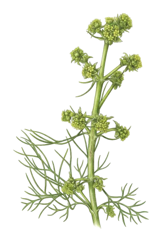 Ferulago abbreviata