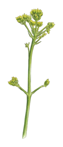 Ferulago carduchorum