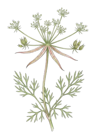 Grammosciadium macrodon
