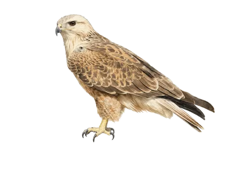 Long-legged Buzzard