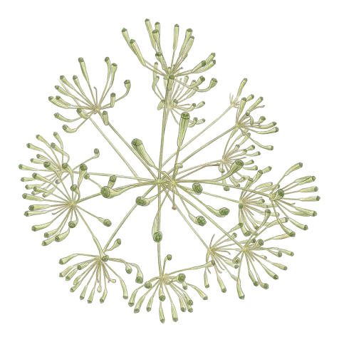 Heptaptera anisoptera