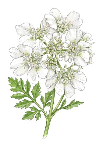 Lisaea heterocarpa