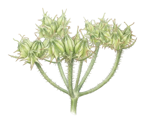 Lisaea strigosa