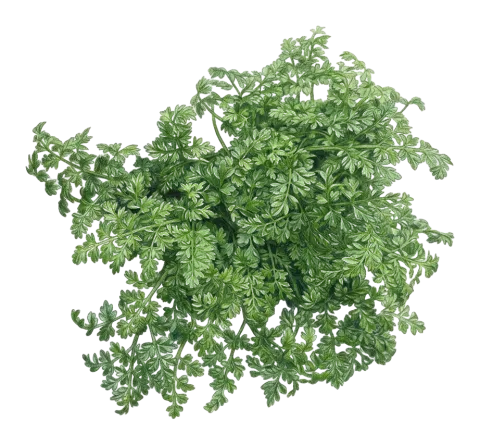 Neomuretia amplifolia
