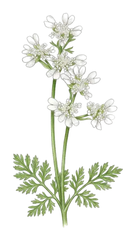 Orlaya daucoides