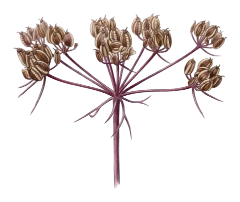 Ormosciadium aucheri