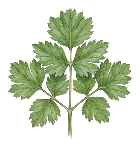 Pimpinella brachyclada