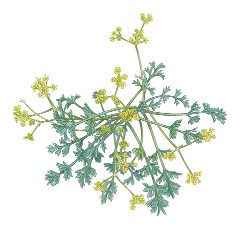 Pseudotrachydium depressum