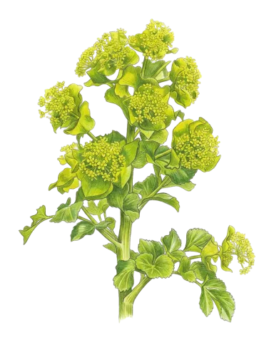 Smyrnium cordifolium