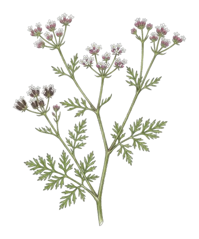 Torilis leptocarpa