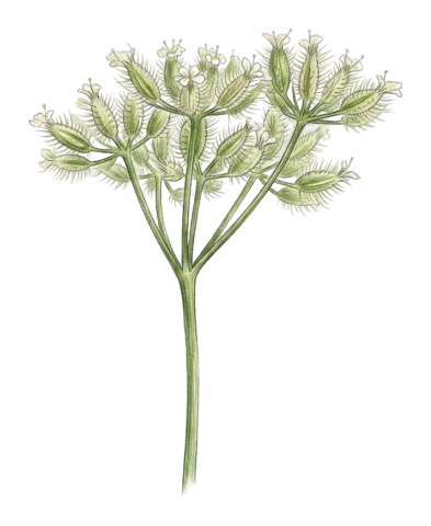 Torilis leptophylla