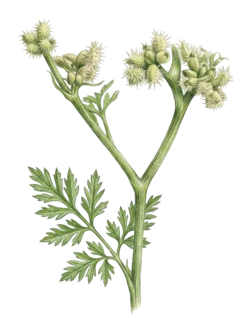 Torilis nodosa