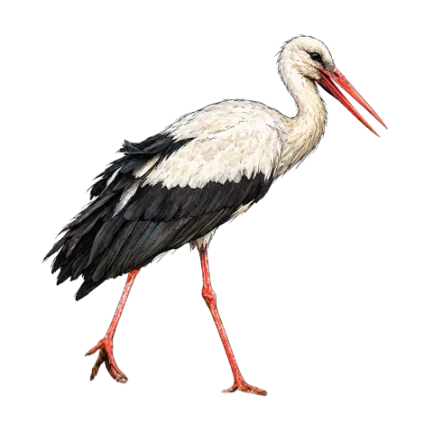 Western White Stork