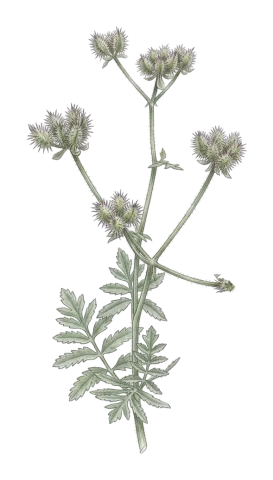 Turgenia latifolia