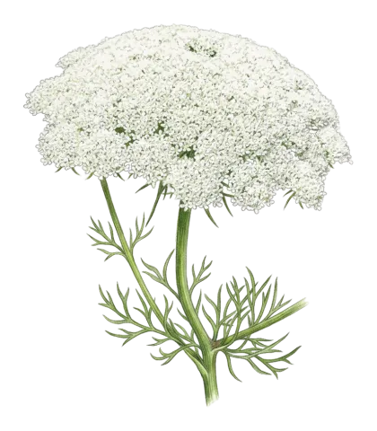 Visnaga daucoides