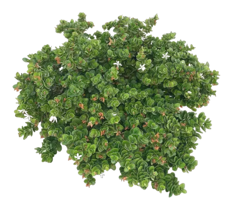 Carissa macrocarpa