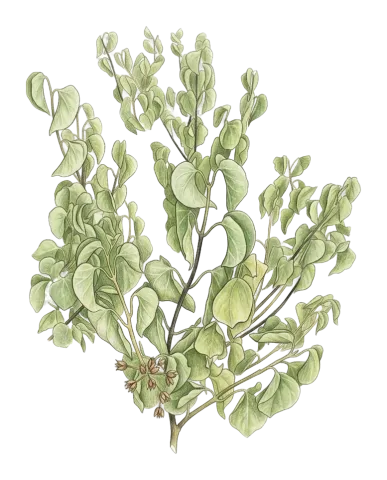 Cionura erecta