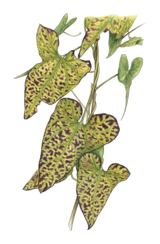 Cynanchum acutum