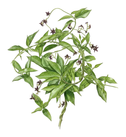 Periploca graeca