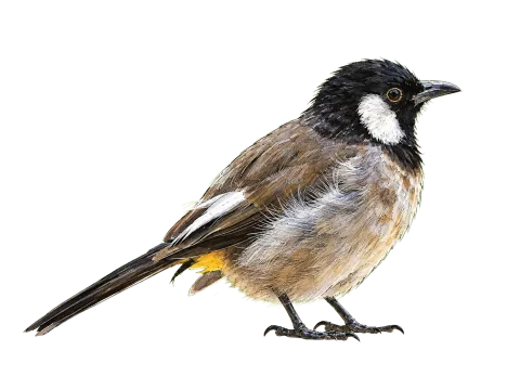 White-eared Bulbul
