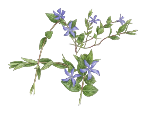 Vinca herbacea