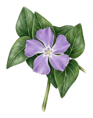 Vinca major
