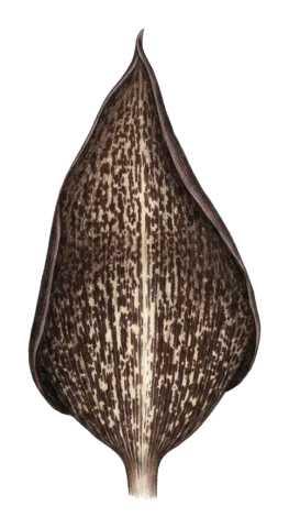Biarum carduchorum