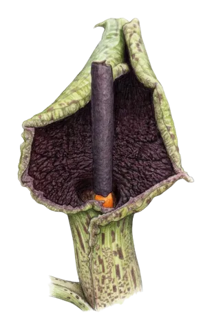 Eminium spiculatum