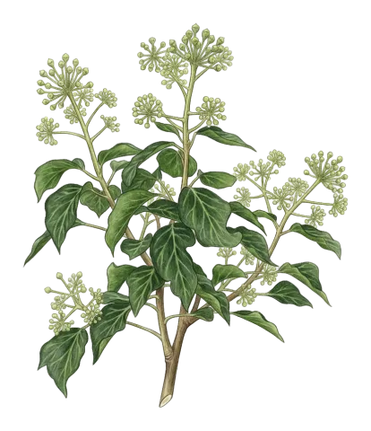 Hedera pastuchovii