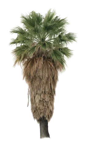 Washingtonia filifera
