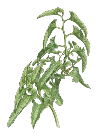 Aristolochia bottae