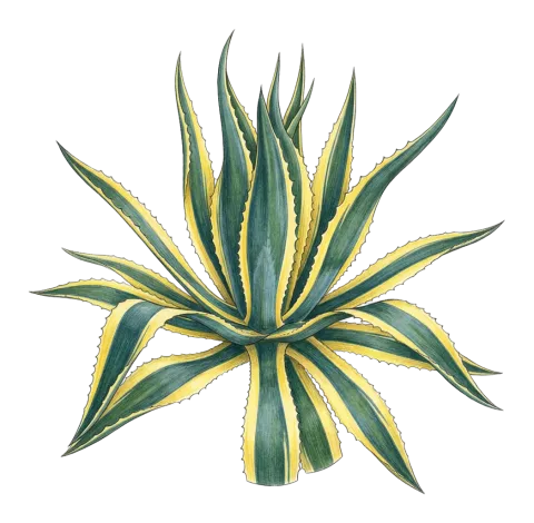 Agave americana