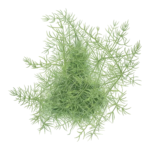 Asparagus verticillatus