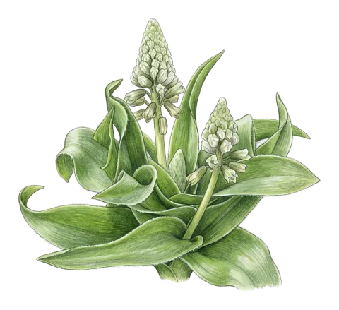 Bellevalia kurdistanica