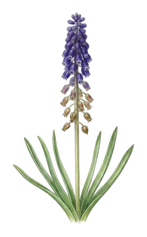 Bellevalia macrobotrys