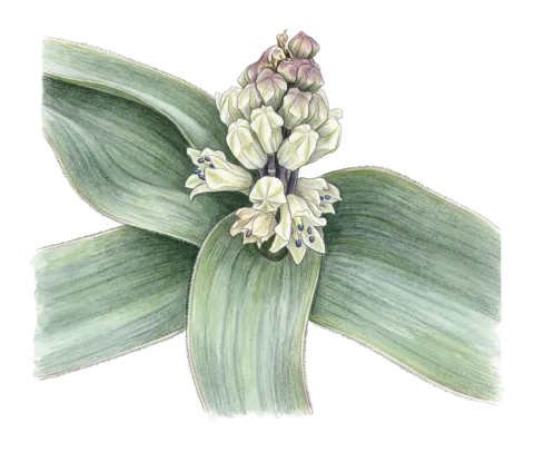 Bellevalia mosheovii