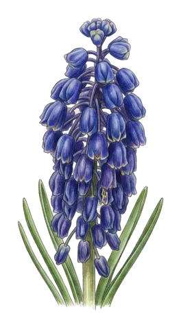 Bellevalia paradoxa