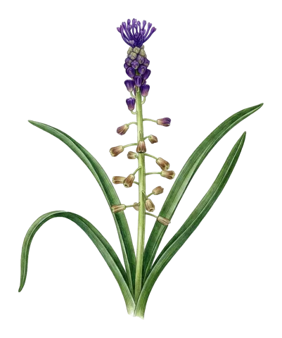 Muscari comosum