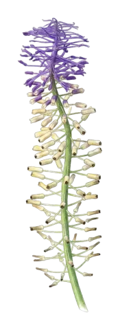 Muscari tenuiflorum