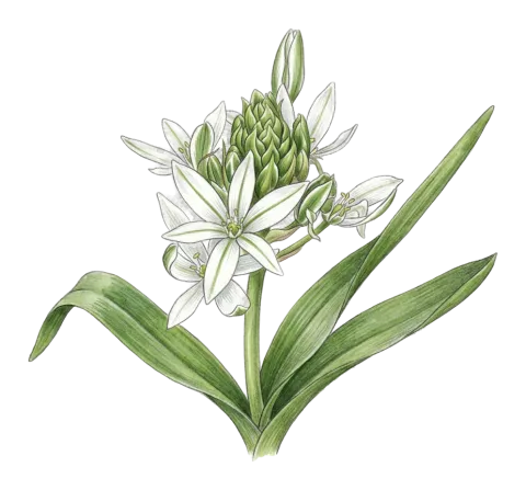 Ornithogalum cuspidatum