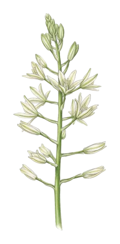 Ornithogalum harbrum