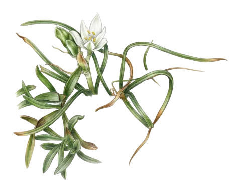 Ornithogalum iraqense