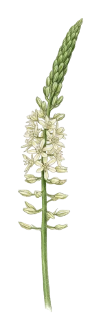 Ornithogalum kurdicum