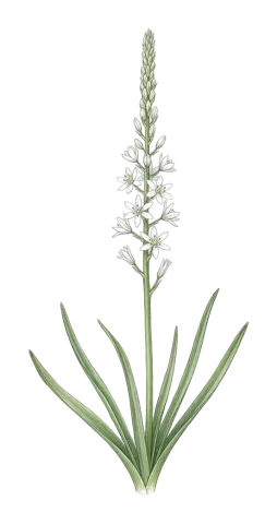 Ornithogalum narbonense