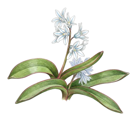 Puschkinia scilloides